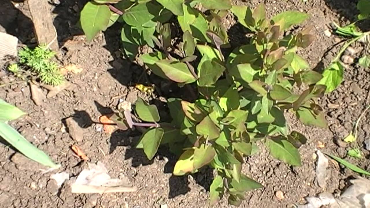 Посадка жимолости весной в открытый грунт саженцами