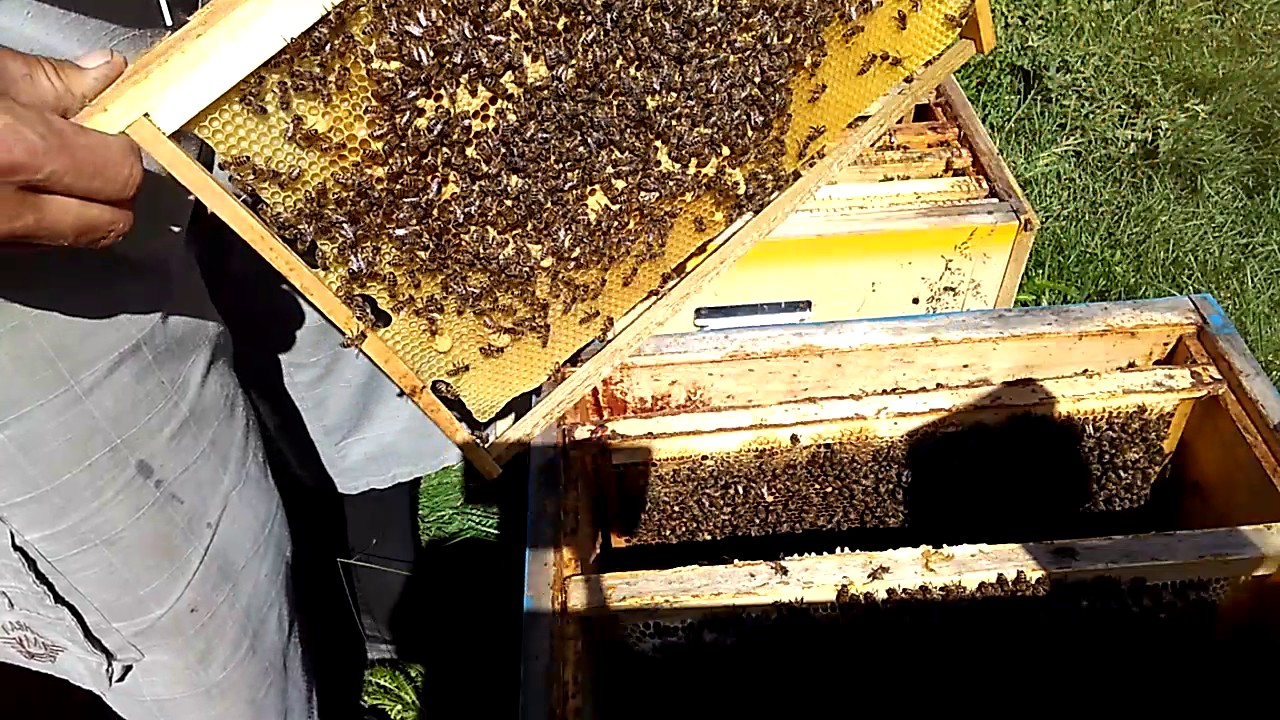 Пчеловодство для начинающих. Геннадий Степаненко роение пчел. Пчеловодство для начинающих уроки. Пчеловодство ошибки.