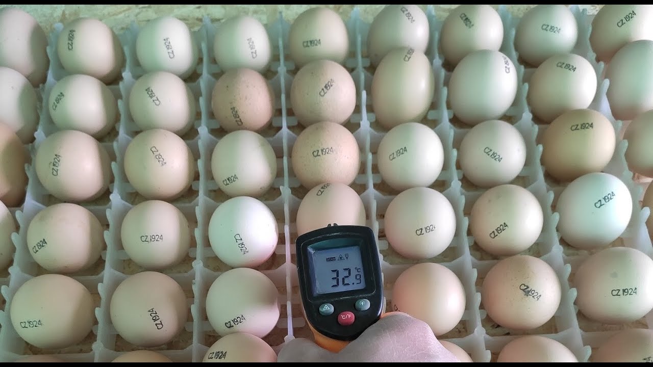 21 день инкубации. Овоскопирование яиц курицы. Овоскопирование яиц бройлеров. Инкубация куриных яиц овоскопирование. Овоскопирование яиц Брама.