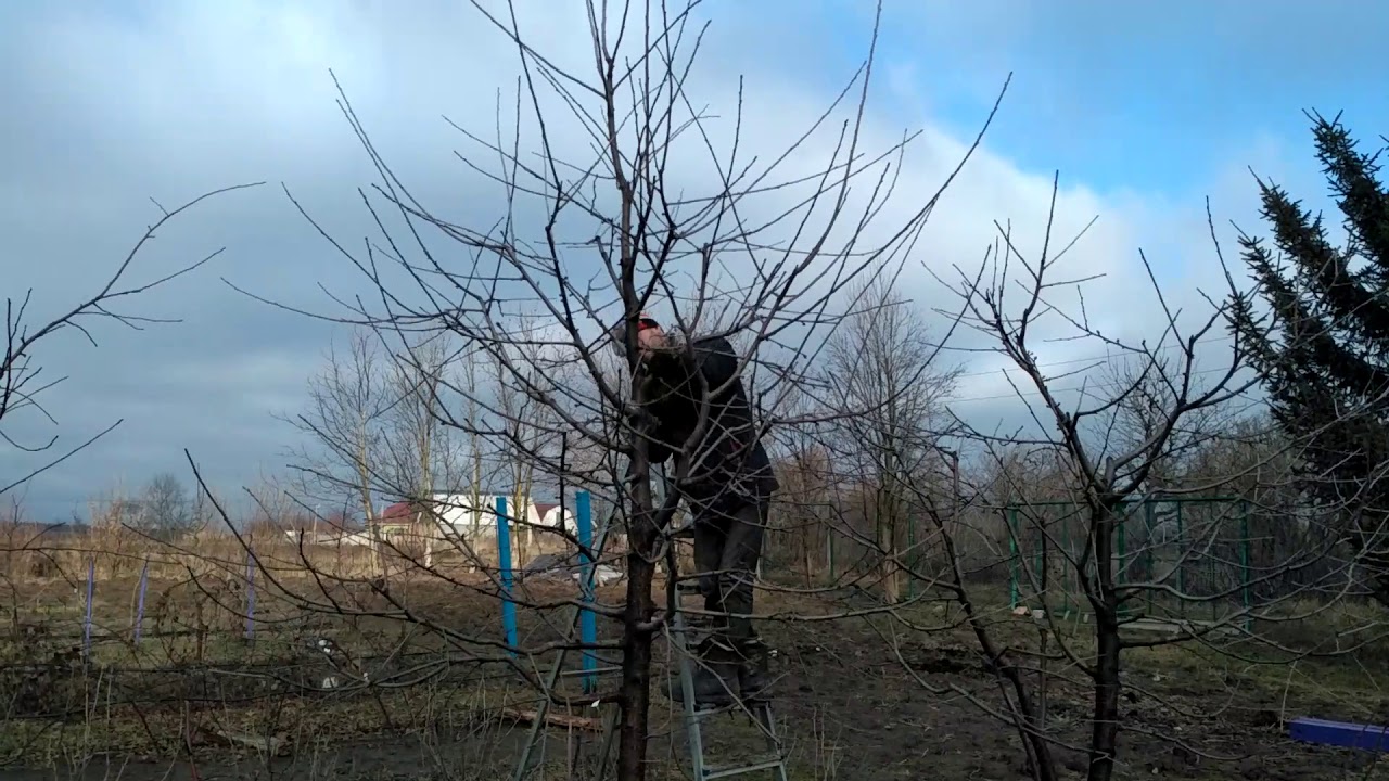 Обрезка черешни видео