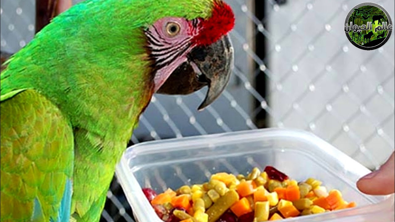 как проращивать корм для попугаев