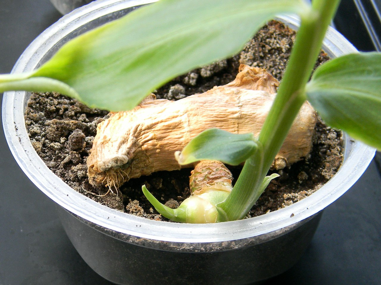 Как растет имбирь в домашних условиях фото пошагово