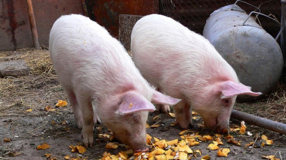 Чем кормить свиней для быстрого. Кормление свиней.