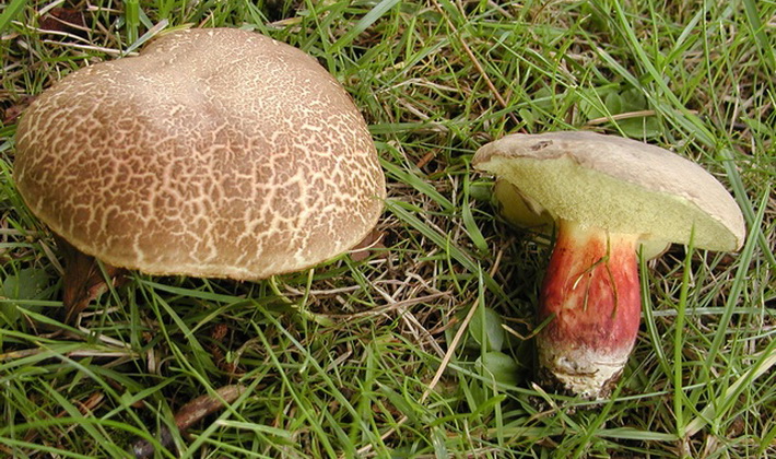 Какой гриб синеет при срезе фото описание