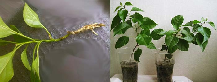 Размножение черенков бугенвиллии. Бугенвиллия размножение черенками. Размножение черенков бугенвиллии. Черенкуем бугенвиллию. Размножение черенков бугенвиллии.