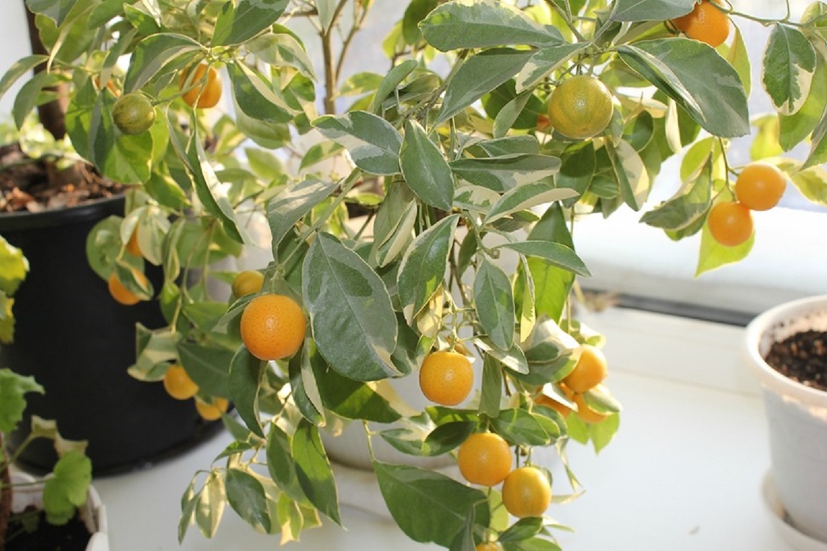 Как ухаживать за лимонами за начинающими