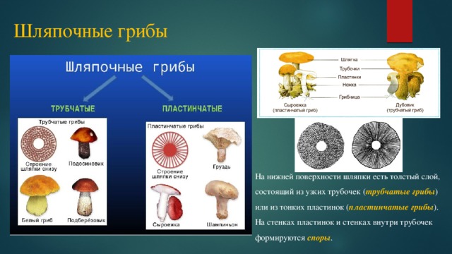 Схема роль грибов в жизни человека 5 класс биология