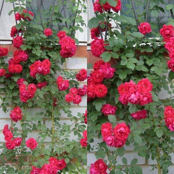 Персидские розы сорта описание с фотографиями