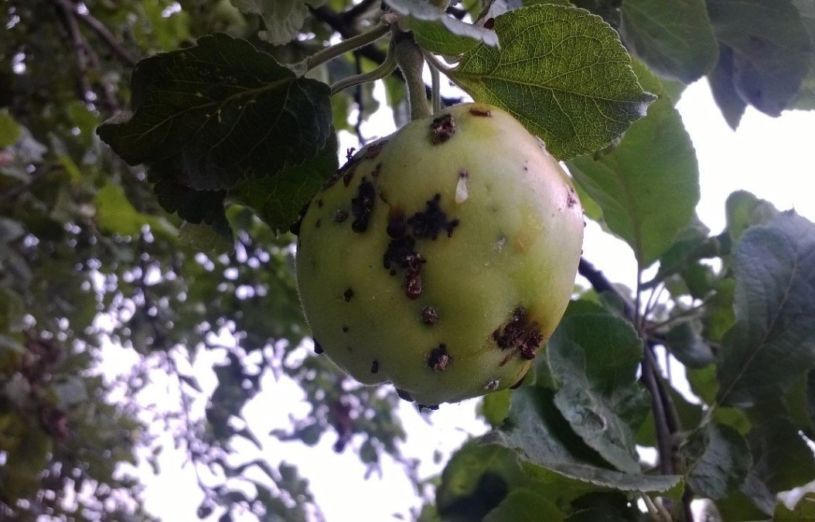 Болезнь яблонь парша. Парша яблони и груши. Парша на яблоне. Парша на груше. Яблоневая парша.