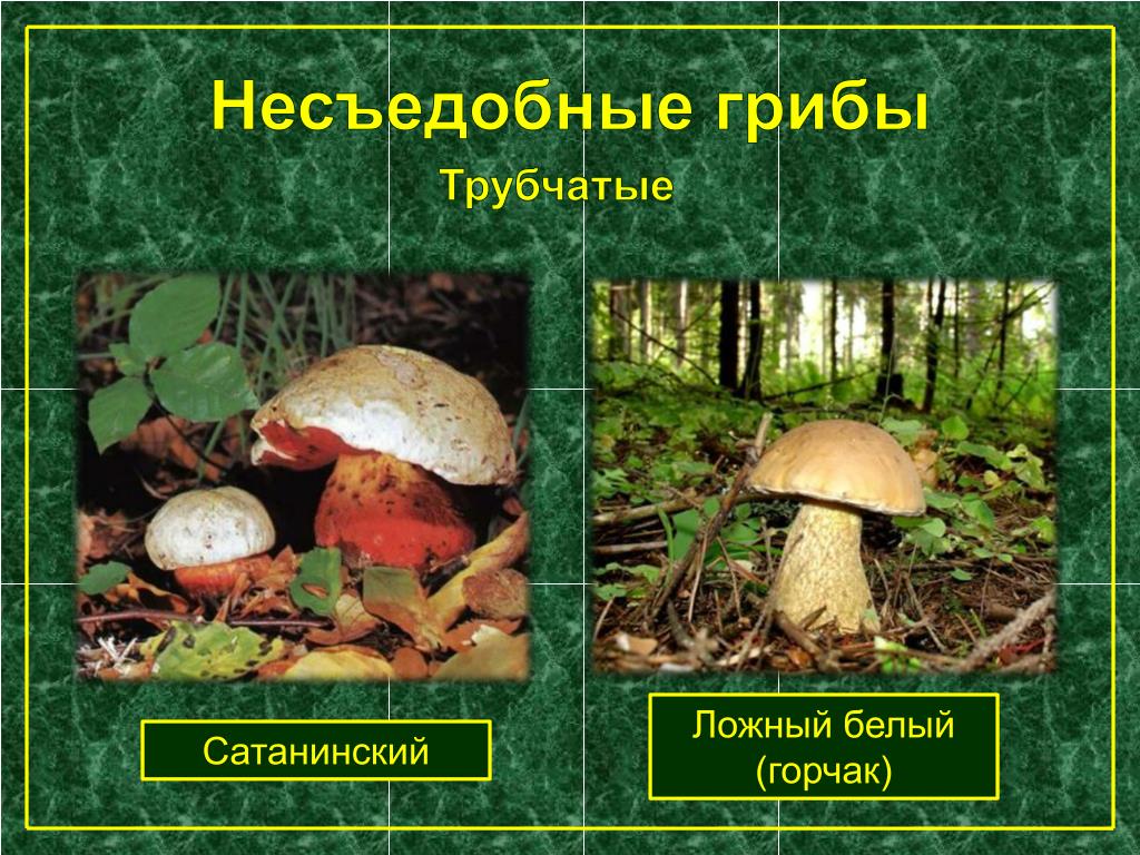 Чем трубчатые грибы отличаются от пластинчатых. Трубчатые грибы съедобные и несъедобные. Трубчатые ядовитые грибы названия. Несъедобные Шляпочные грибы. Съедобные и несъедобные грибы пластинчатые и трубчатые.