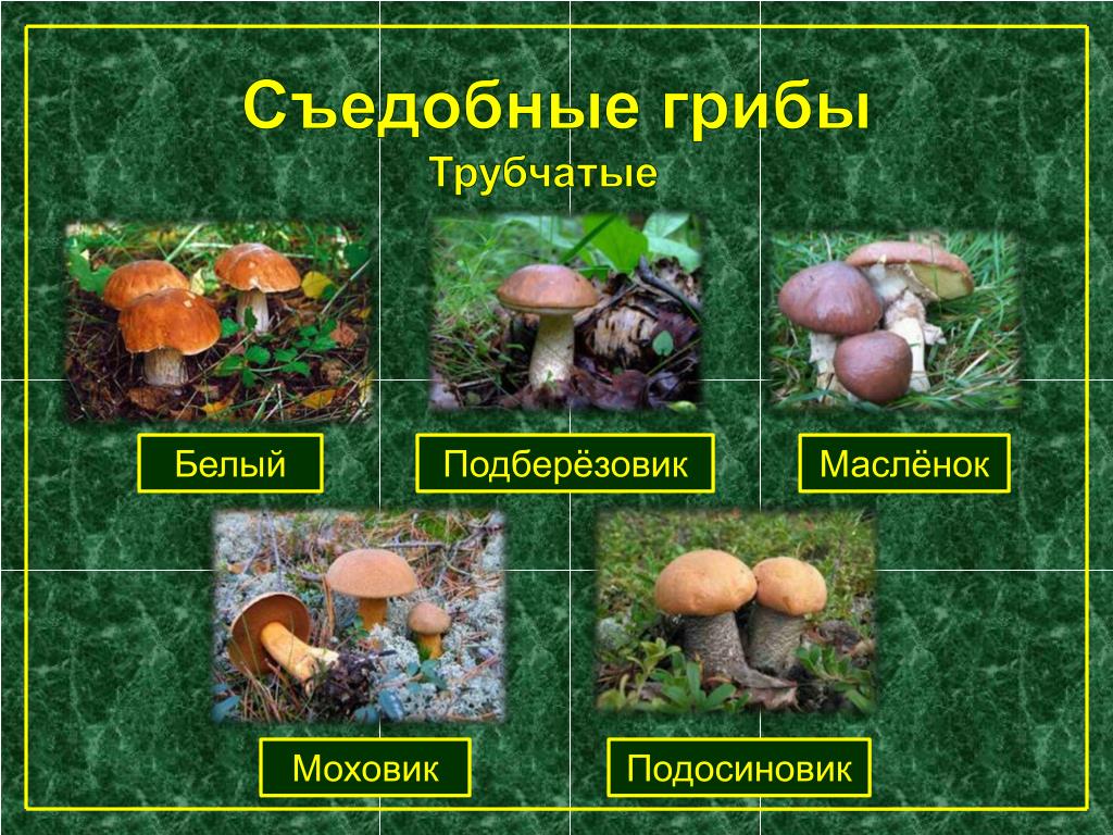 Какие трубчатые грибы съедобные