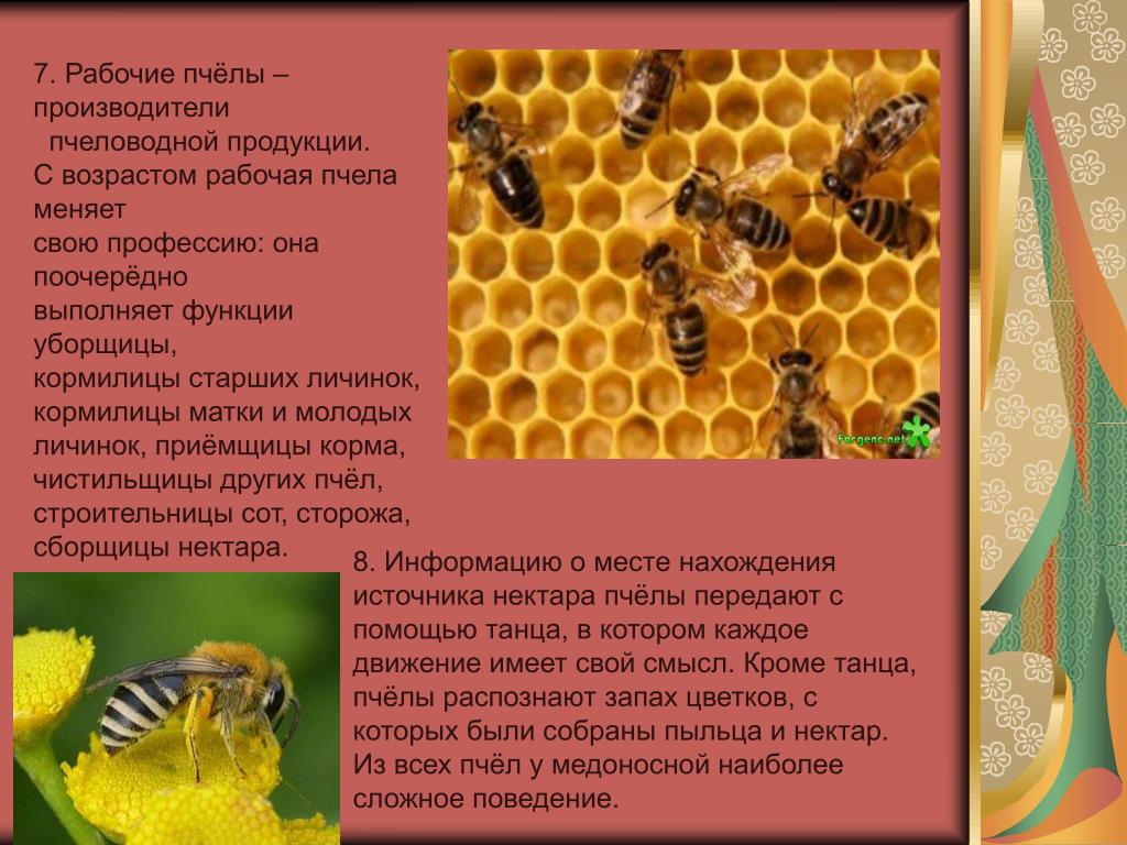 Пчеловодство доклад 3 класс. Интересное о пчелах для детей. Интересные факты о пчелах. Интересные факты о пчелах для дошкольников. Функции рабочей пчелы.