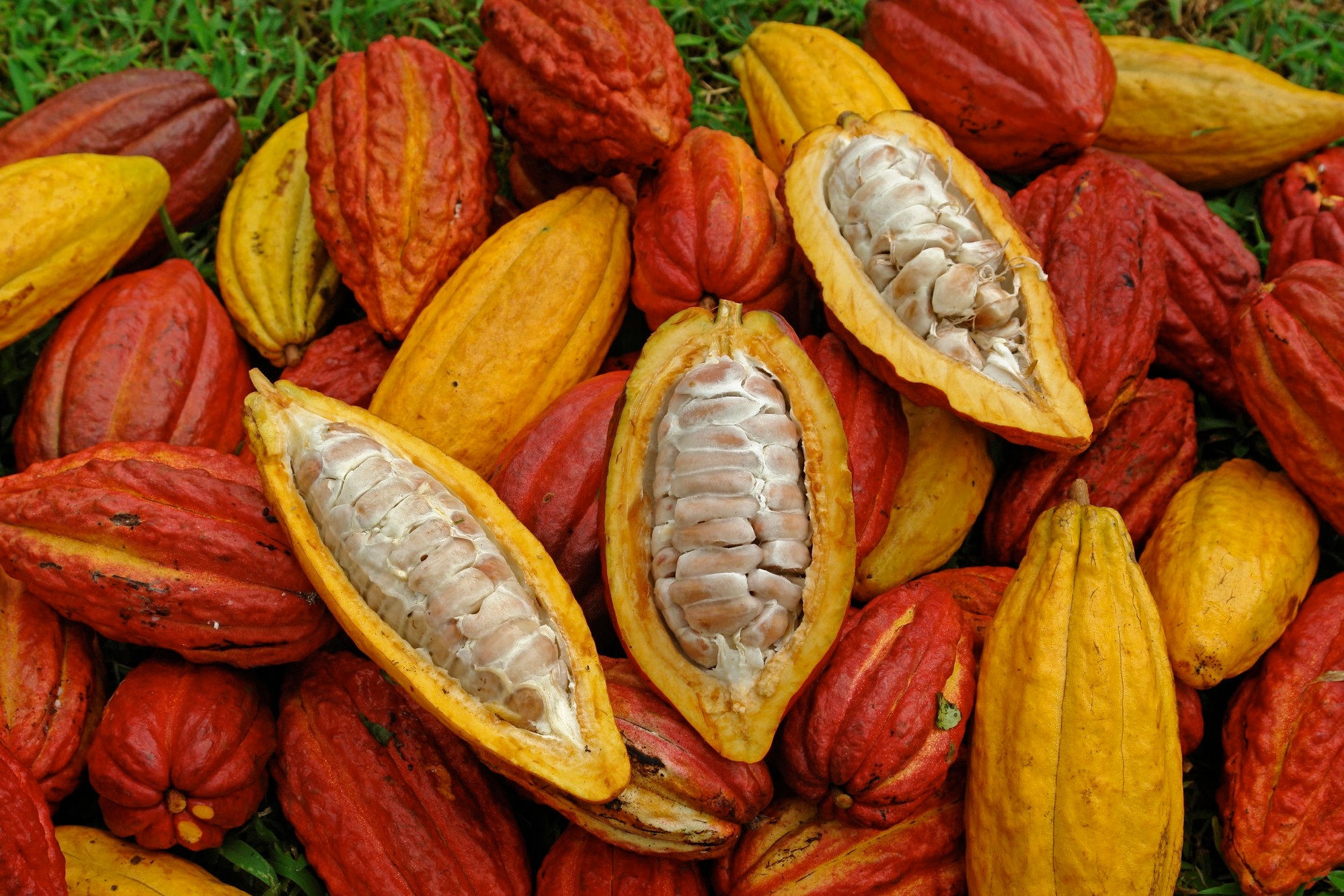 Как растет какао дерево фото