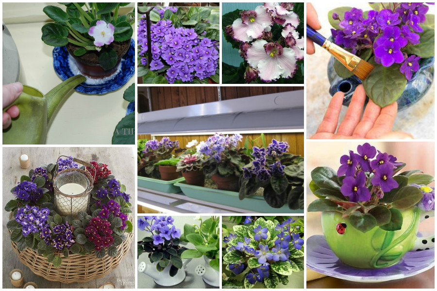 Какие условия нужны фиалкам. Цветок saintpaulia ionantha. Узамбарские фиалки в горшке. Фиалка комнатная. Hallensorbet фиалка.