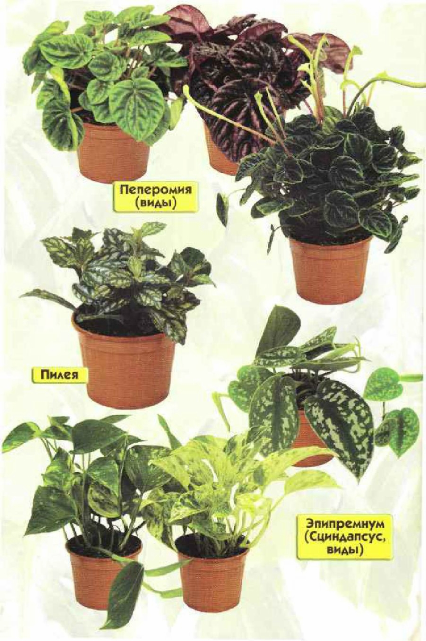 энциклопедия комнатных растений с фотографиями и названиями