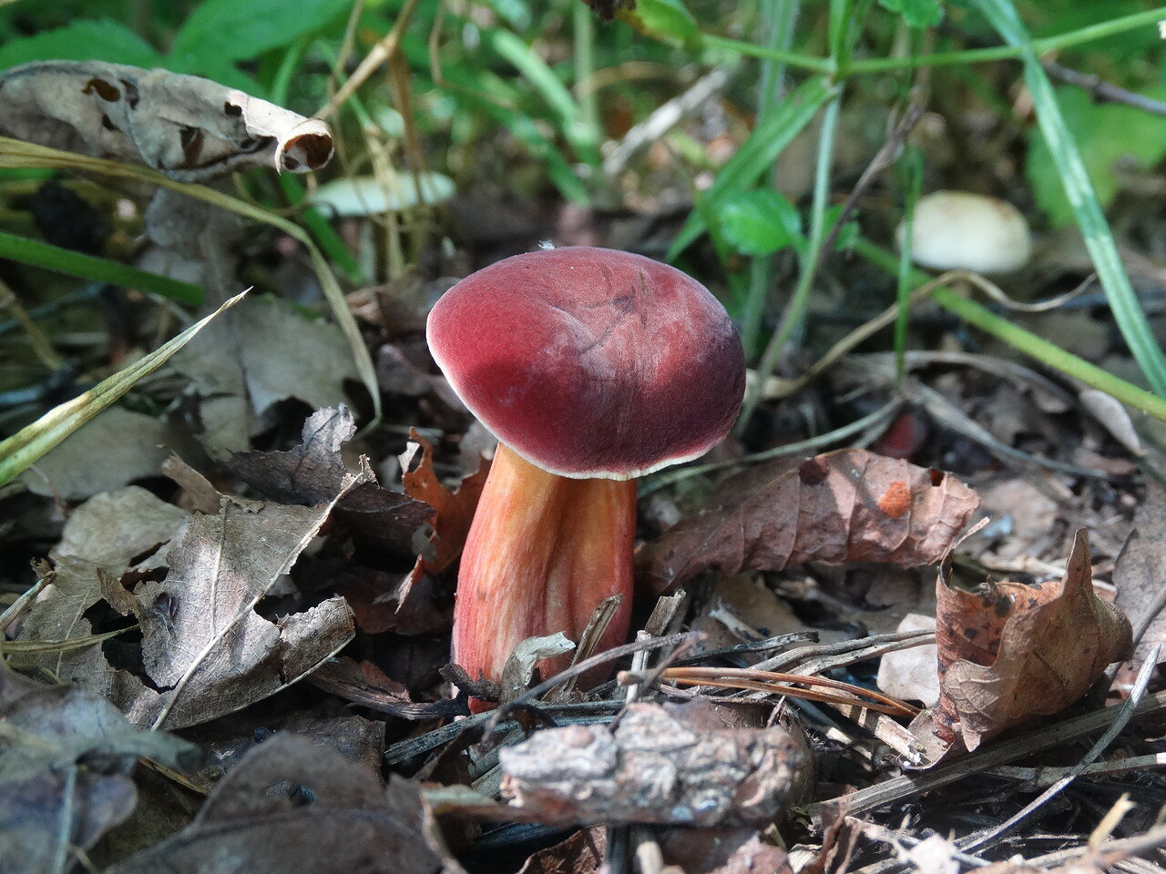 Какие грибы красные. Моховик красный Xerocomus rubellus. Гриб моховик красный. Моховик красный моховик красный. Моховик красный Сахалинский.