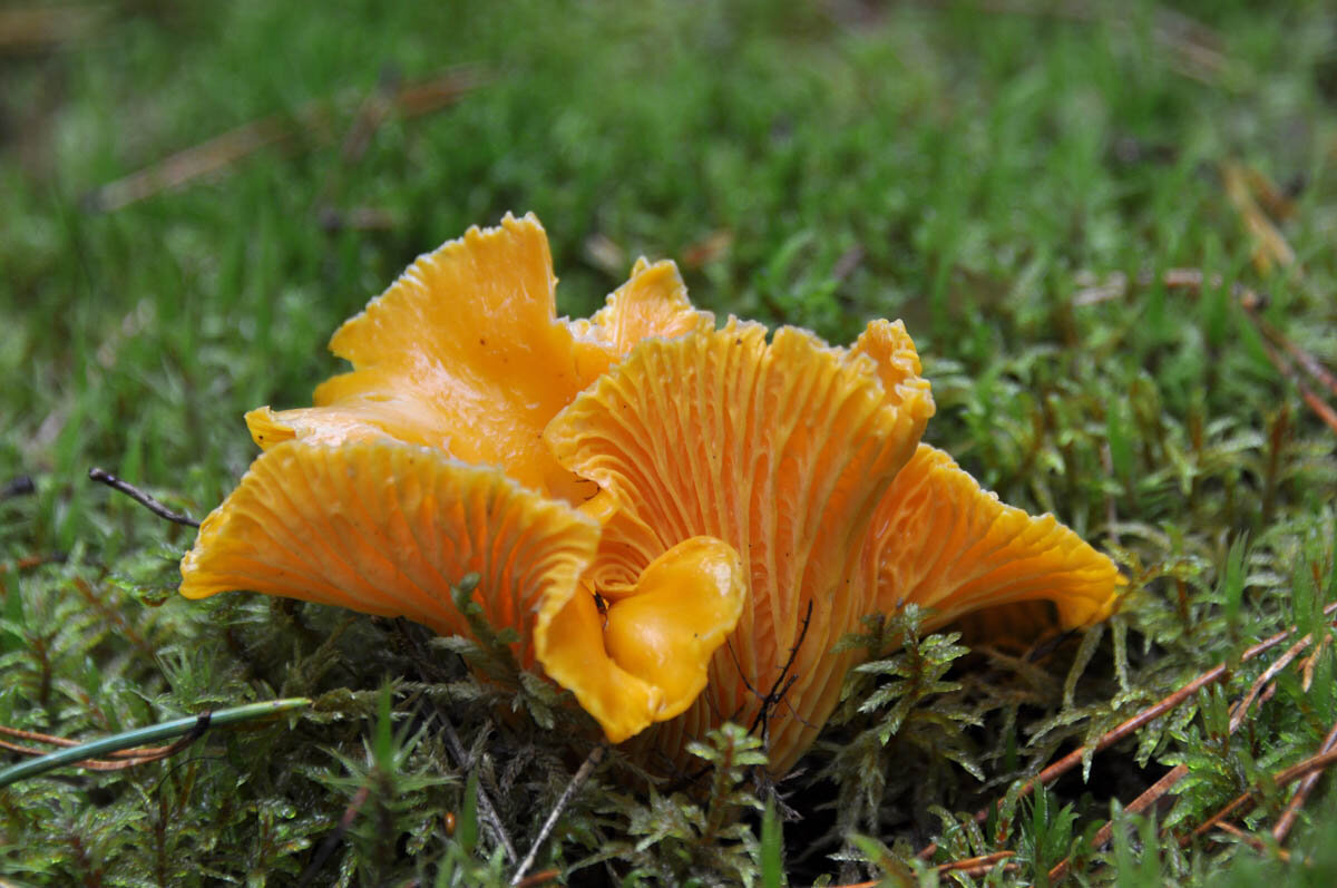 Лисички фото. Лисичка желтая (Cantharellus cibarius). Грибы рыжики и лисички. Сибирский гриб Лисичка, Рыжик. Грибы лисички Урал.