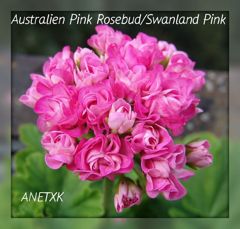 Австралия пинк розебуд пеларгония фото описание
