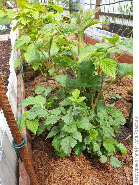 Поросль малины. Корневые ростки малины. Мульчирование ремонтантной малины. Малина скручивание. Однолетняя поросль малины.