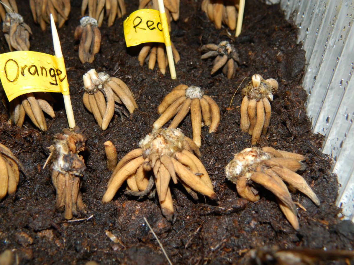 Ранункулюс фото и описание посадка уход и выращивание в открытом грунте