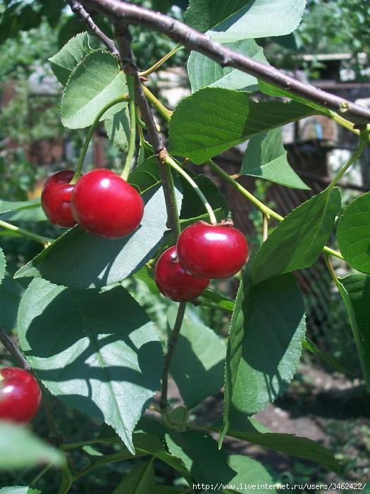 Вишня садовая. Вишня мелколистная. Вишня богатырка. Вишня creative commons. Маленькая вишня.