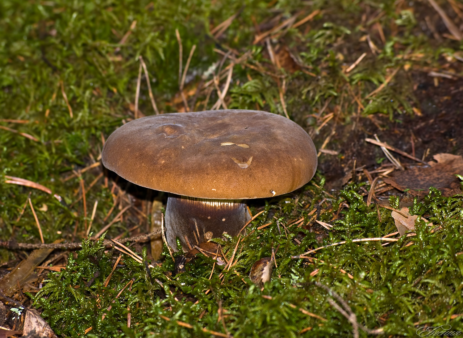 съедобные грибы коричневого цвета фото и название