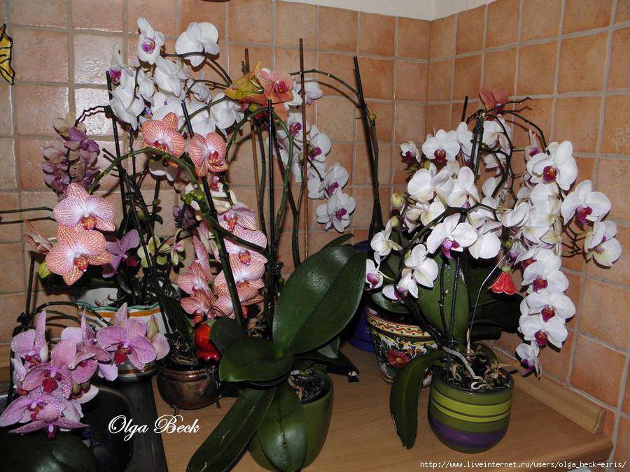 Купить орхидею в горшке авито. Орхидея Arwen 3. Орхидея в комнате. Орхидея в домашних условиях. Орхидеи в интерьере дома.