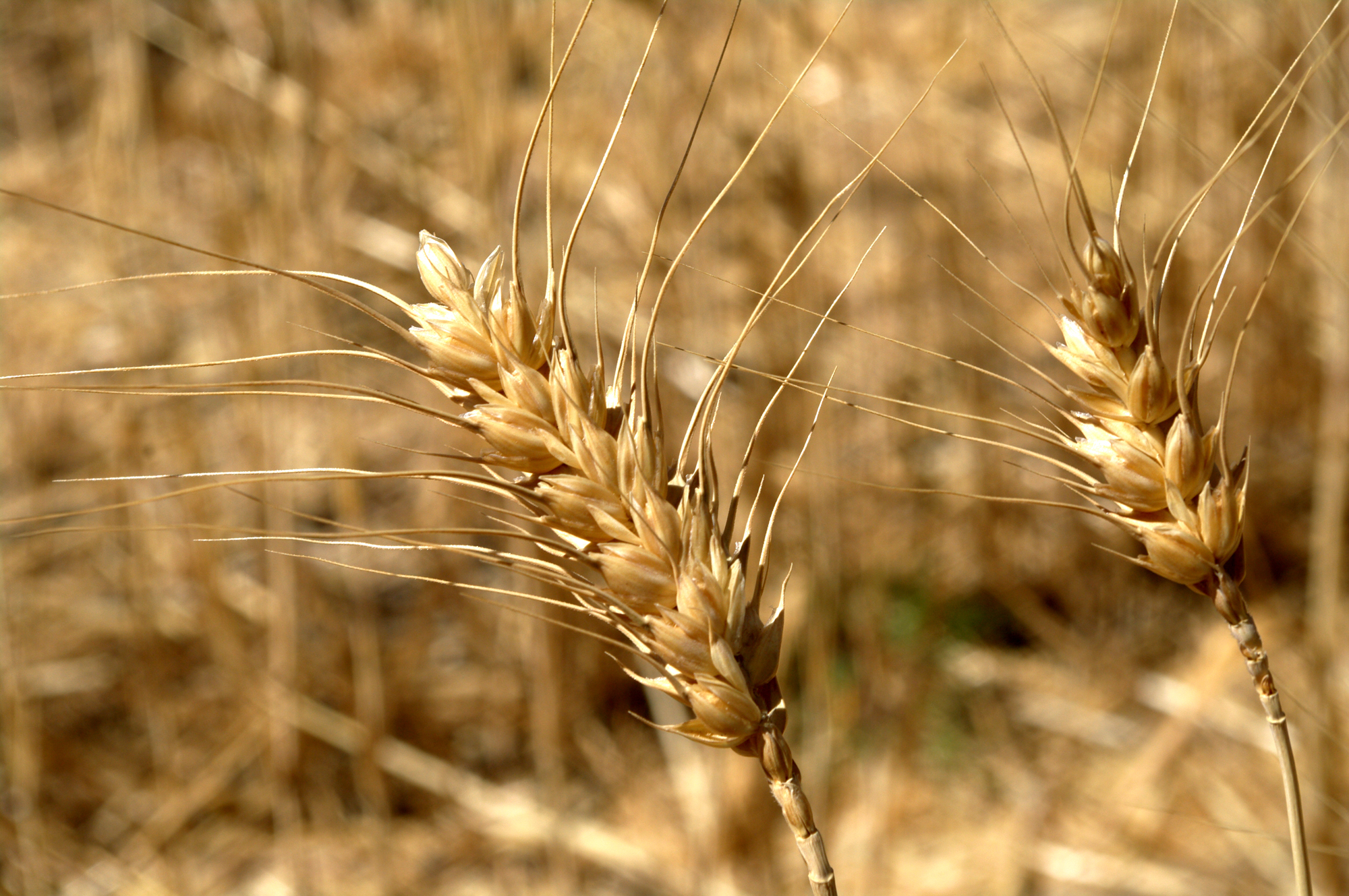 Пшеничный сканворд