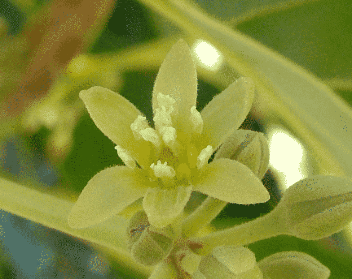 Как цветет авокадо в природе фото