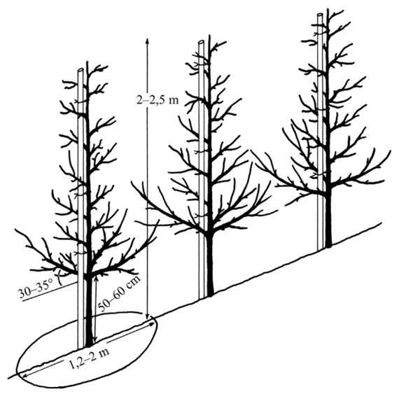 Как посадить колоновидные саженцы. Схема посадки колоновидных яблонь. Схема посадки колоновидной яблони. Посадка колоновидных деревьев схема посадки. Колоновидные яблони схема обрезки.