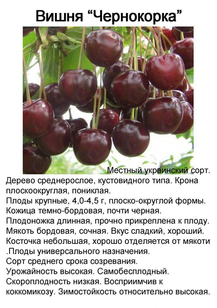 Хорошие сорта вишни для средней полосы россии с фото и описанием