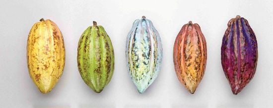 Какао-бобы форастео