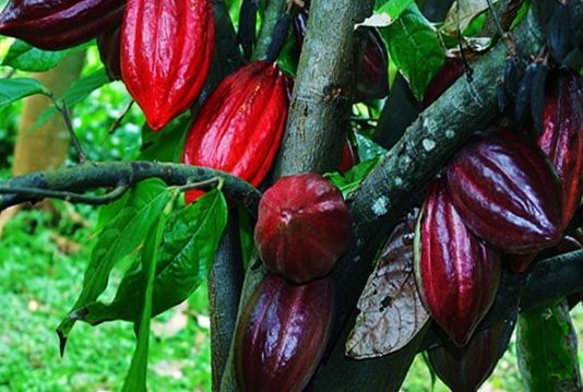 Какао-бобы на дереве