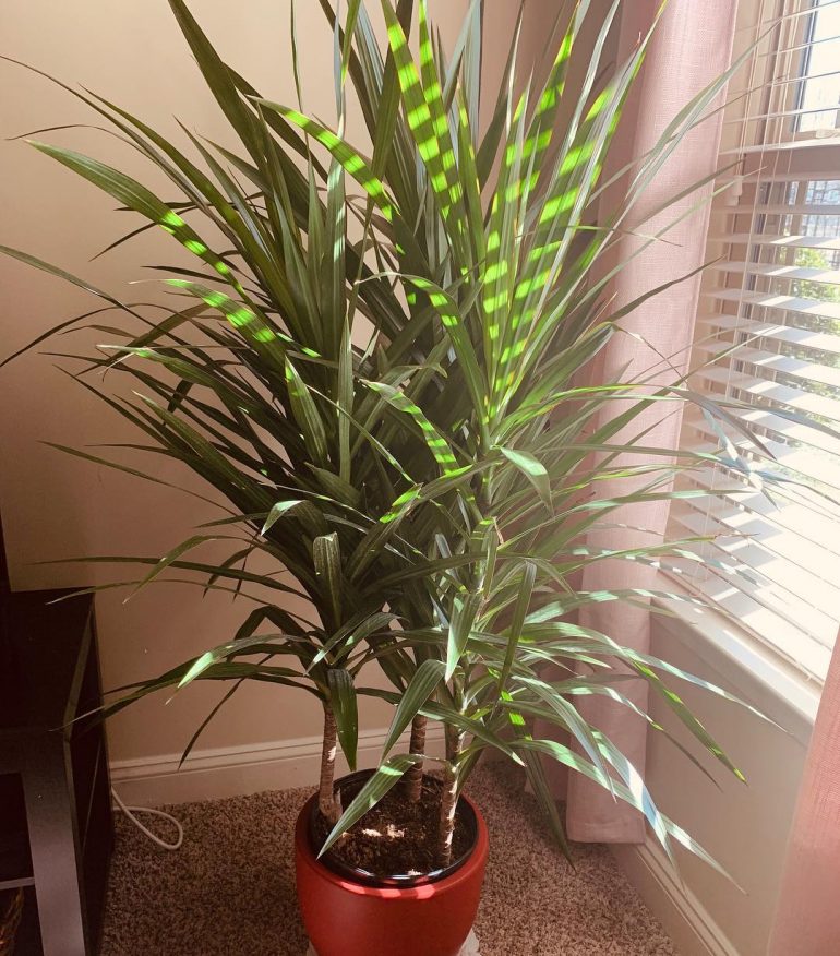 Полезные свойства драцены