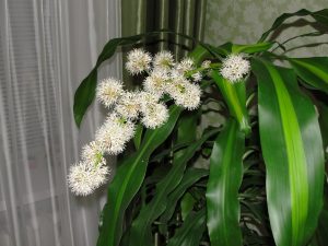 Цветение драцены