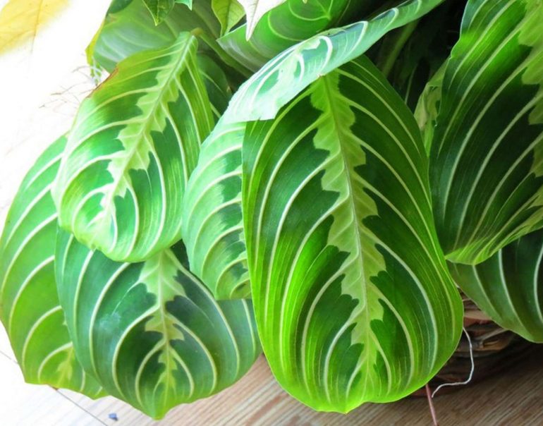 Маранта беложилковая