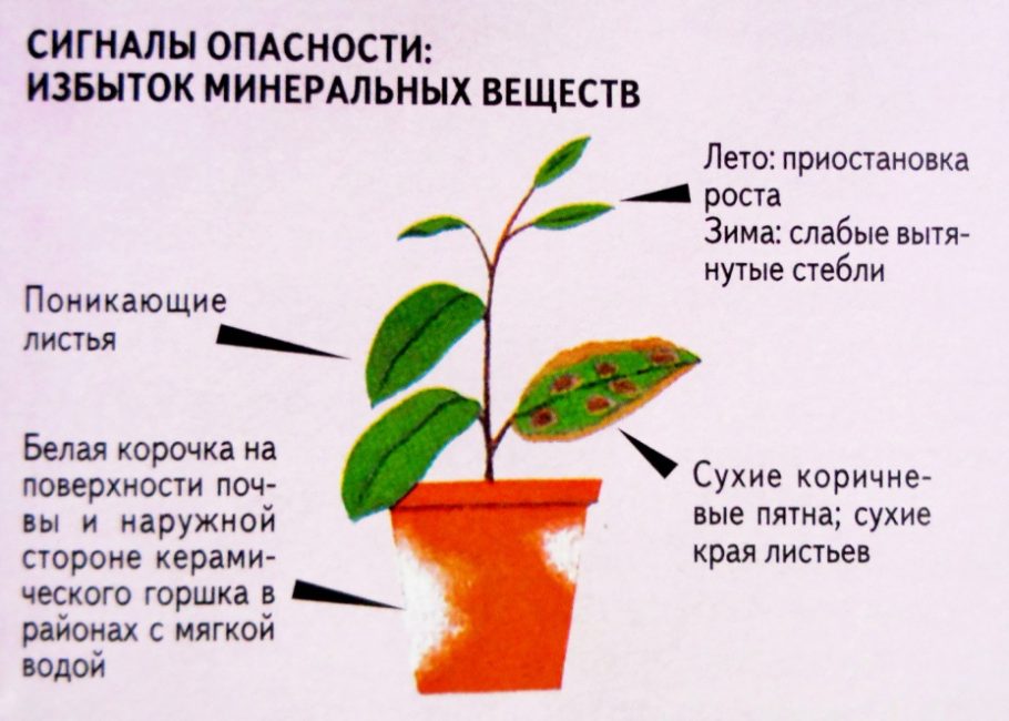 Избыток удобрений вреден для горшечных растений