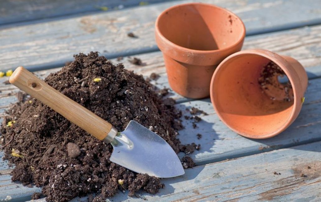 Почва для растения должна быть лёгкой и рыхлой.