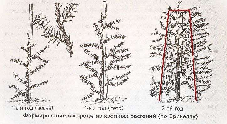 Схема посадки туи брабант