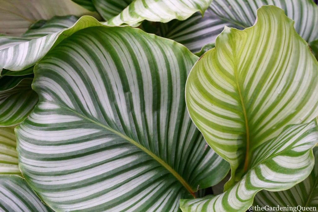 Calathea Orbifolia :: leafandpaw.com