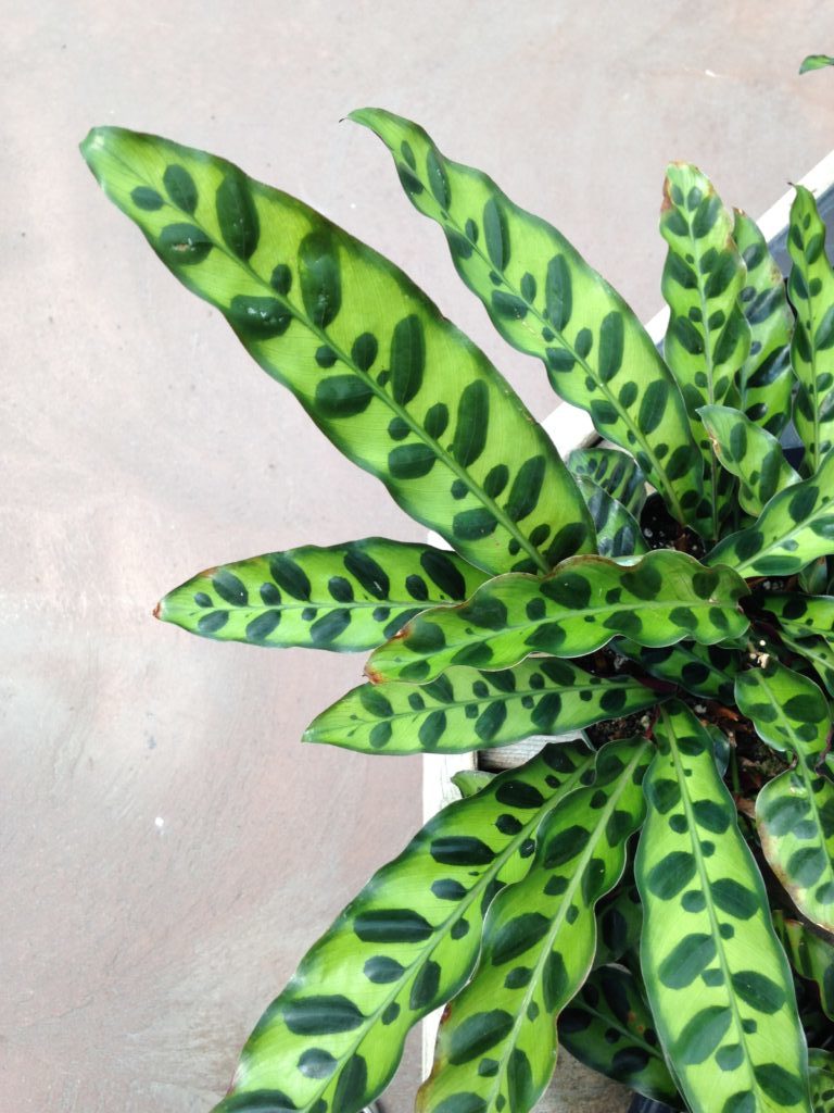 Rattlesnake Calathea :: Leaf and Paw