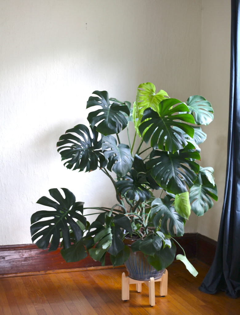 How to Propagate a Monstera.