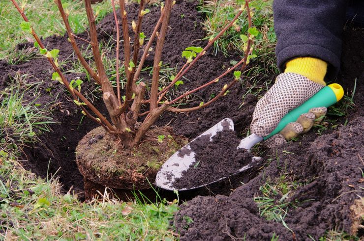 Посадка кустарников: как правильно и быстро высадить растения в грунт