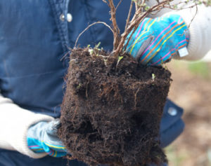 Посадка кустарников: как правильно и быстро высадить растения в грунт