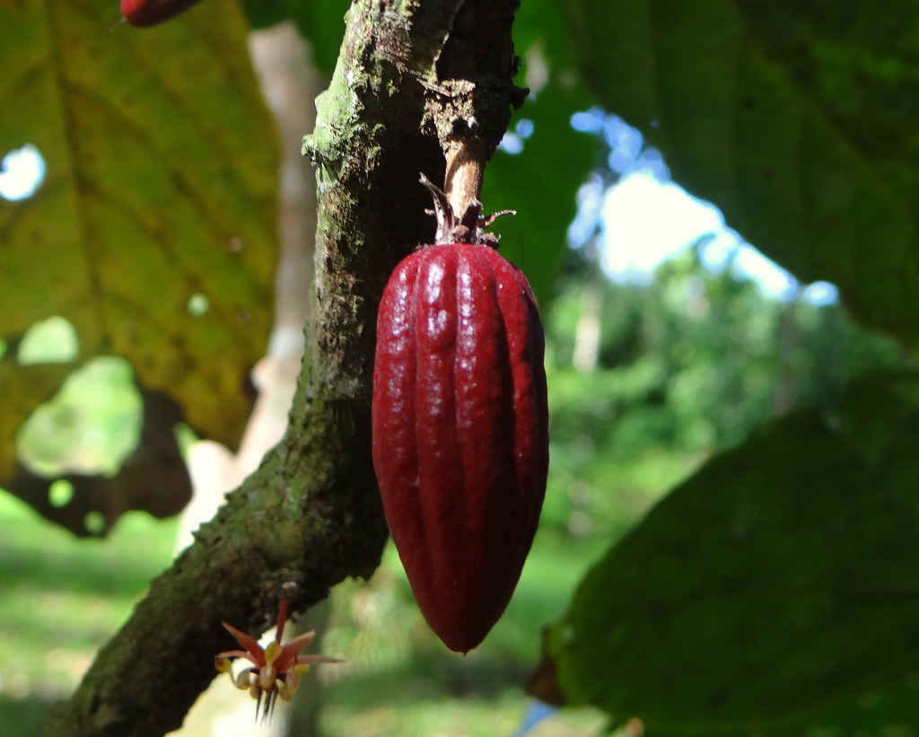 Шоколадное дерево фото и описание