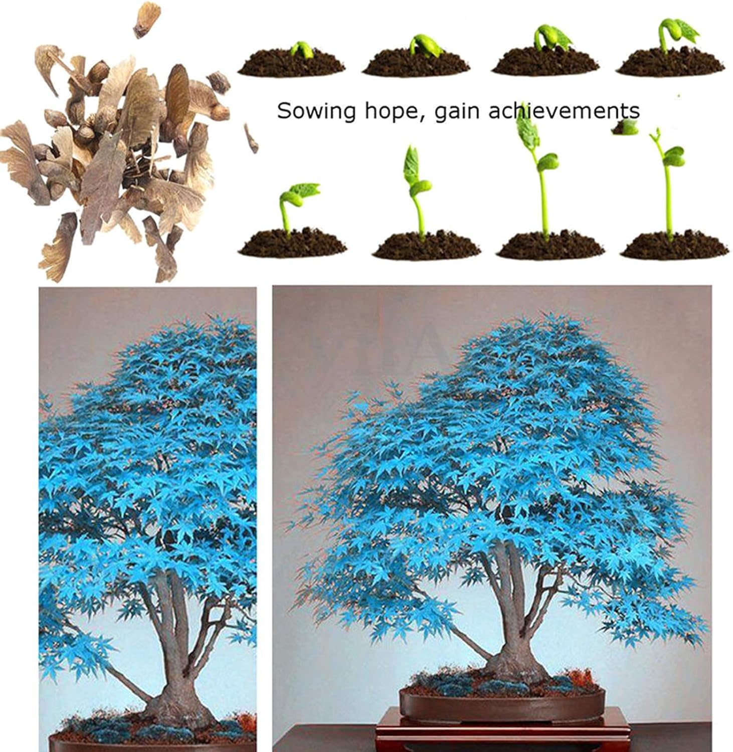 Бонсай дерево синий клен