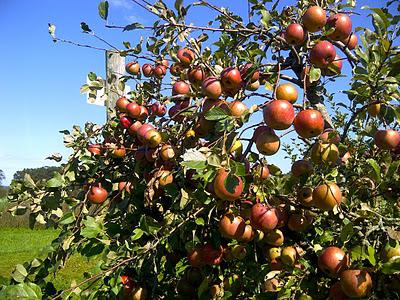 Ветки яблони Уэлси с плодами
