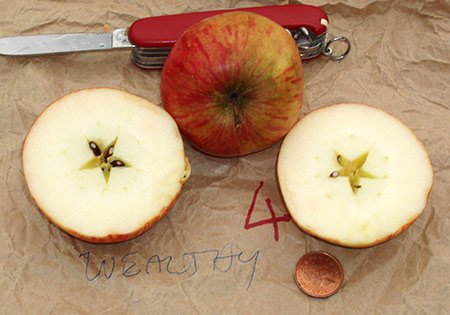Яблоко сорта Уэлси в разрезе