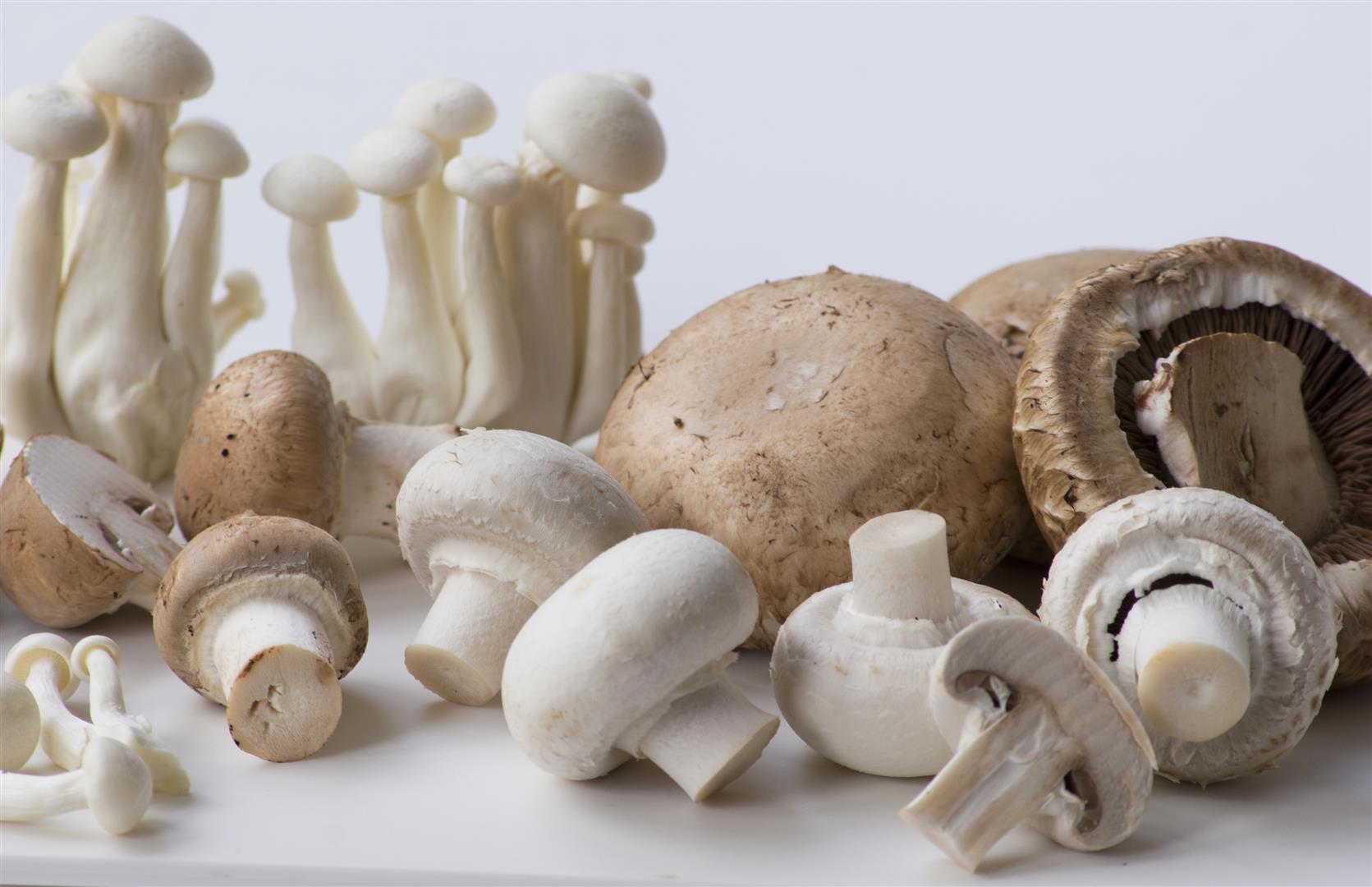 Грибная из замороженных грибов. Самый ароматный гриб. Шампиньоны с белыми корешками. Шампиньон спорт. Шампиньоны на нитке.