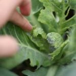 Как бороться с вредителями капусты: совка, тля, блошка и клопы
